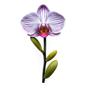 Rare Orchid Png 05242024 PNG image