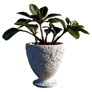 Rare Potted Plants PNG 06122024