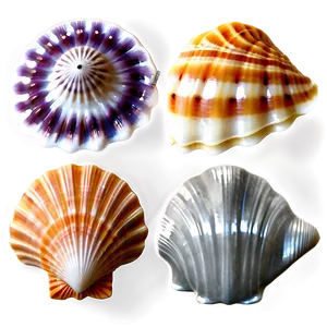 Rare Shells Collection Png 06212024 PNG image