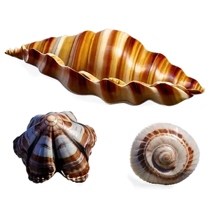 Rare Shells Collection Png Ntx PNG image