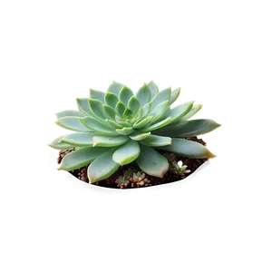 Rare Succulent Species Png Saq PNG image