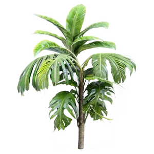 Rare Tropical Plants PNG 25 PNG