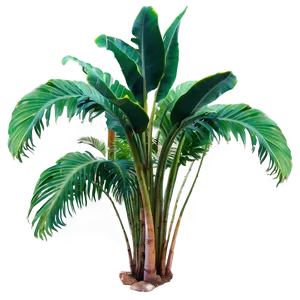 Rare Tropical Plants Png 52 PNG image