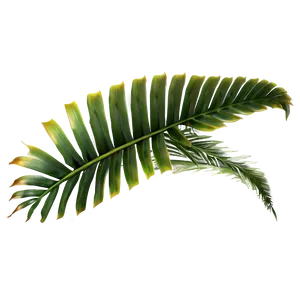 Rare Tropical Plants Png Cms15 PNG image