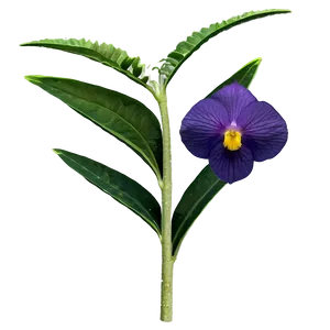 Rare Wildflowers Discovery Png Akx75 PNG image