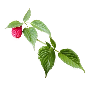 Raspberry Leaf Tea Leaf PNG 06262024