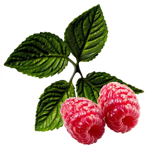 Raspberry Leaf Tea Leaf PNG 06262024