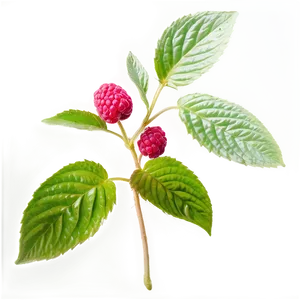 Raspberry Leaf Tea Leaf PNG Hjh56