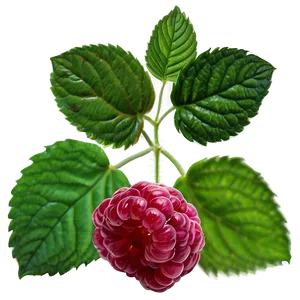Raspberry Leaf Tea Leaf PNG Rga