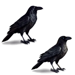 Raven And Crow Difference Png Cka98 PNG image