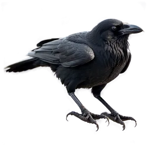Raven And Crow Difference PNG Jph47