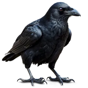 Raven And Crow Difference PNG Tcg17 PNG
