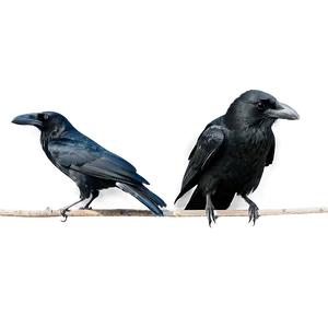 Raven And Crow Difference PNG Ynj PNG