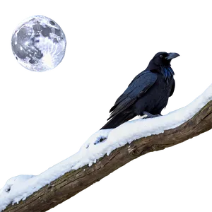 Raven And Full Moon PNG Ejf PNG