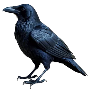 Raven Bird Black PNG Cen