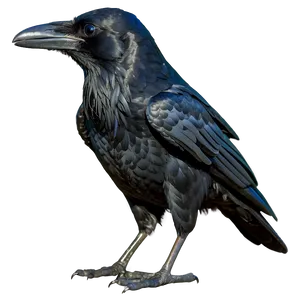 Raven Bird Black PNG Gsm PNG