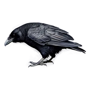 Raven Bird Black PNG Slt PNG