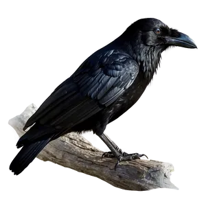 Raven Bird Black PNG Uun PNG