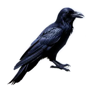 Raven Clipart Png 40 PNG image