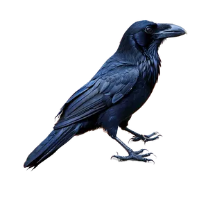 Raven Clipart PNG Shq