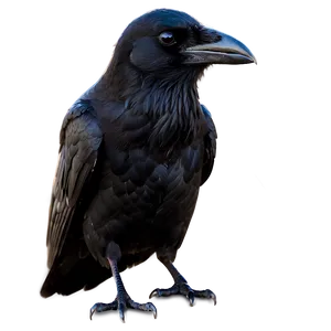 Raven In Darkness PNG Gkx
