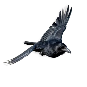 Raven In Flight PNG Eal