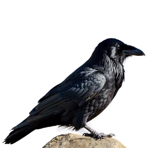 Raven In Moonlight PNG Jhb95