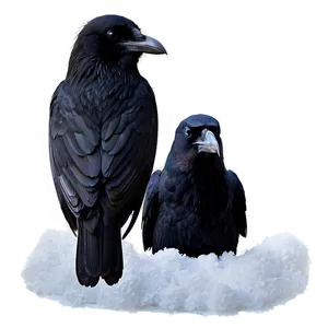 Raven In Snow PNG 72 PNG