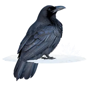 Raven In Snow PNG Sur47 PNG