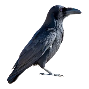 Raven In Snow Png Yqw PNG image