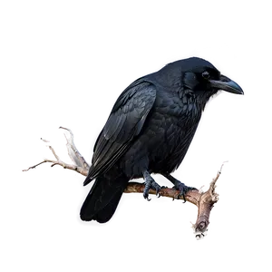 Raven In Stormy Sky Png Jte10 PNG image