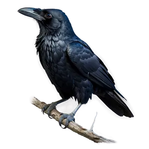 Raven In The Night Png 98 PNG image