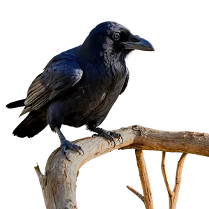 Raven Landing PNG Bre PNG