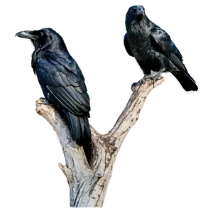 Raven On Branch Png Eou18 PNG image