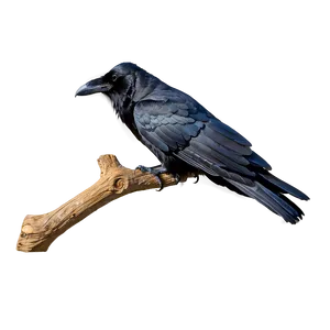 Raven On Branch PNG Sdp85