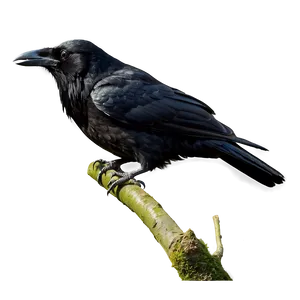 Raven On Branch PNG Wia7