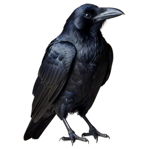 Raven Profile Portrait PNG Bvq