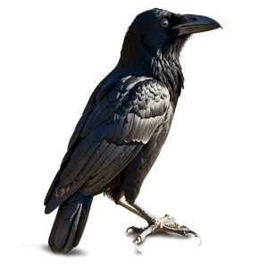 Raven Profile View PNG Dlj