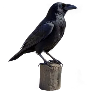 Raven Profile View PNG Uyu