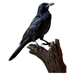 Raven Side Profile PNG 05062024 PNG