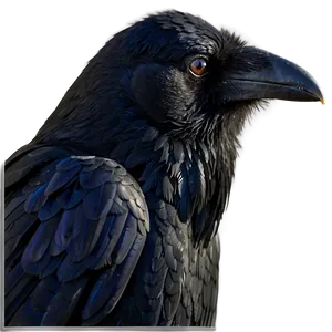 Raven Side Profile PNG Inm