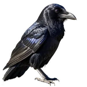 Raven Side Profile PNG Now PNG