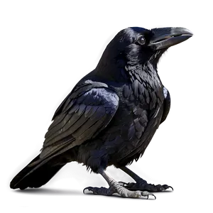 Raven Side Profile PNG Wxj PNG