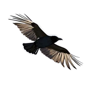 Raven Silhouette In Flight Png Hqx PNG image