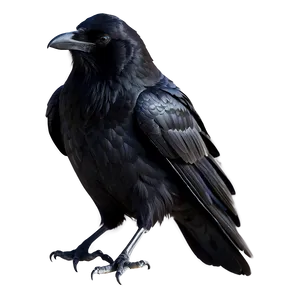 Raven Silhouette On White PNG 31 PNG