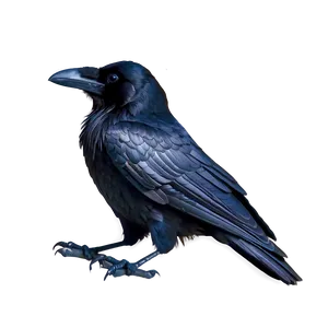 Raven Silhouette On White Png Ekp PNG image