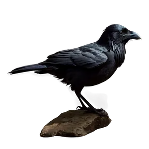 Raven Silhouette PNG 05062024