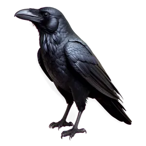 Raven Sketch PNG 05062024