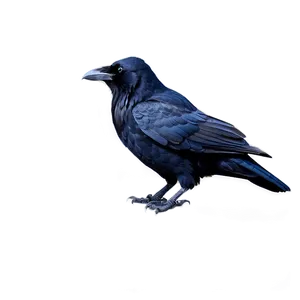 Raven Standing PNG 05062024 PNG