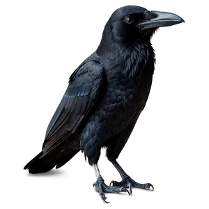 Raven Standing Png Wiw99 PNG image